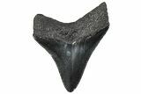 Serrated, Juvenile Megalodon Tooth - South Carolina #293923-1